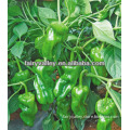 Light Green High Yield Medium-Sized Bell Pepper Seeds For Sale-FST205